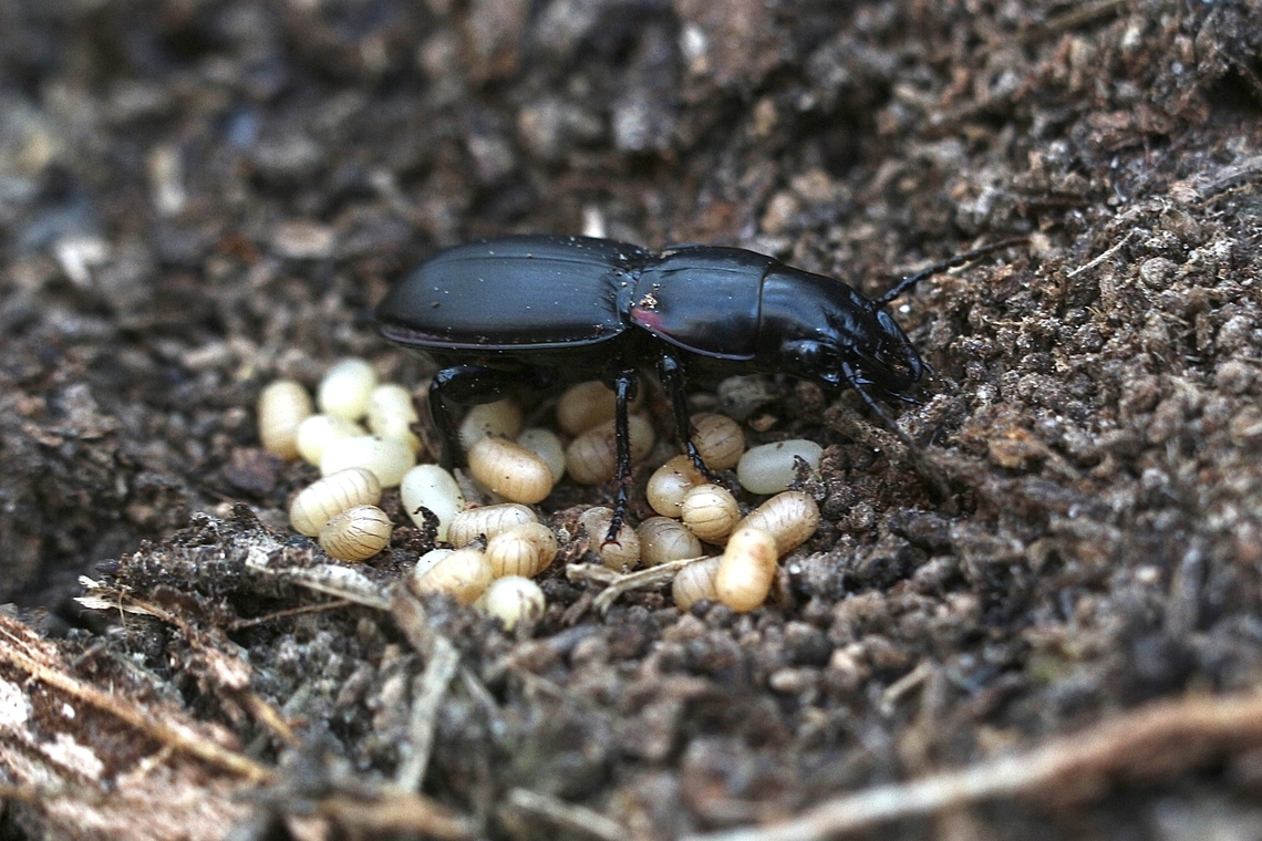 Ground beetle - Secatophus australis Found this one under a dead tree stump. It looks to me as if the beetle was guarding its eggs. I have never seen such behavior in beetles, but in 15 minutes of observing and taking photos the beetle seemed agitated but never moved far from the eggs and alwise returned to them.<br />
 Australia,Fall,Geotagged,Secatophus australis