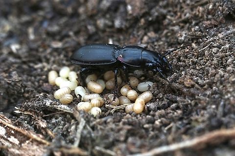 Ground beetle - Secatophus australis Found this one under a dead tree stump. It looks to me as if the beetle was guarding its eggs. I have never seen such behavior in beetles, but in 15 minutes of observing and taking photos the beetle seemed agitated but never moved far from the eggs and alwise returned to them.
 Australia,Fall,Geotagged,Secatophus australis