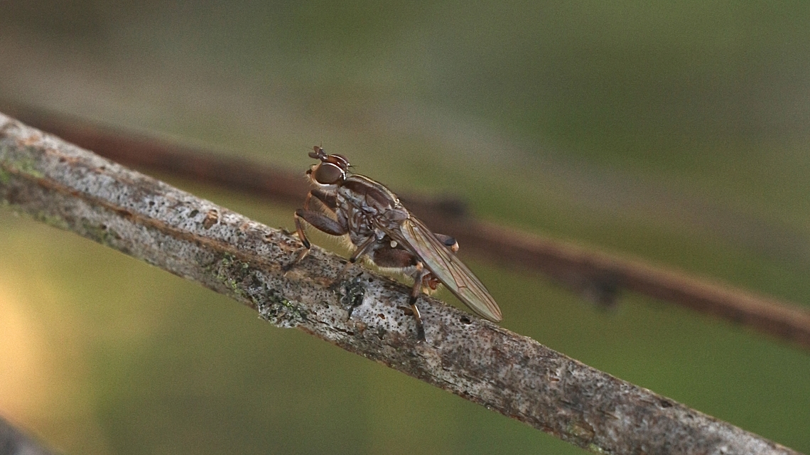 Tapeigaster nigricornis  Australia,Fall,Geotagged,Spring Mount Conservation Park South Australia,Spring Mount conservation park SA,Tapeigaster nigricornis,eamw flies