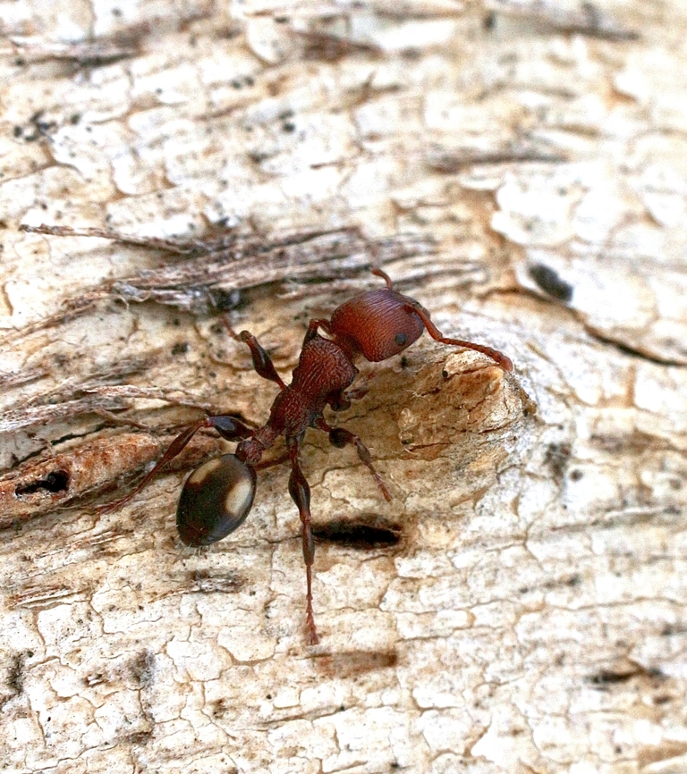 Spotted Muscleman Tree Ant - Podomyrma adelaidae  Australia,Fall,Geotagged,Mount Billy Conservation Park,Muscleman Ant,Podomyrma adelaidae,eamw ants