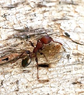 Spotted Muscleman Tree Ant - Podomyrma adelaidae  Australia,Fall,Geotagged,Mount Billy Conservation Park,Muscleman Ant,Podomyrma adelaidae,eamw ants