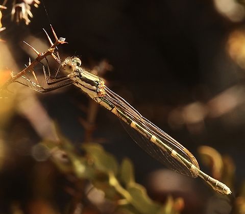 Slender Ringtail -Austrolestes analis  Australia,Austrolestes analis,Eamw damselflies,Fall,Geotagged,Mount Billy Conservation Park,Slender Ringtail