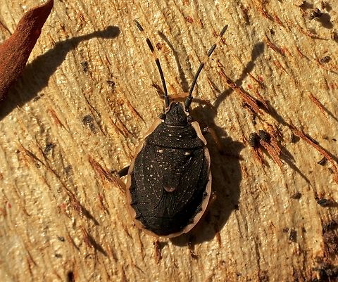 Pink margined bug - Diemenia rubromarginata  Australia,Diemenia rubromarginata,Eamw bugs,Fall,Geotagged,Mount Billy Conservation Park,Pink margined bug