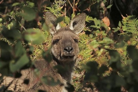 Western grey kangaroo- Macropus fuliginosus A large male keeping an eye on me. Australia,Eamw macropods,Fall,Geotagged,Macropus fuliginosus,Mount Billy Conservation Park,Western grey kangaroo