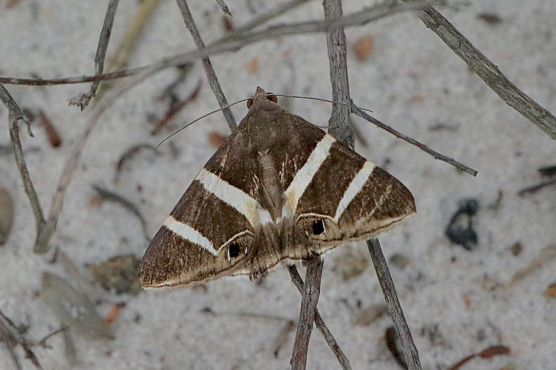 Large-eyed Box-Owlet - Grammodes ocellata  Australia,Eamw moth,Geotagged,Grammodes ocellata,NSW Tea Gardens,Summer