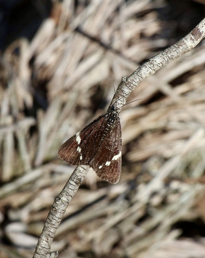 Australian Magpie Moth - Nyctemera amicus  Australia,Australian Magpie Moth,Eamw moth,Geotagged,NSW Tea Gardens,Nyctemera amicus,Summer