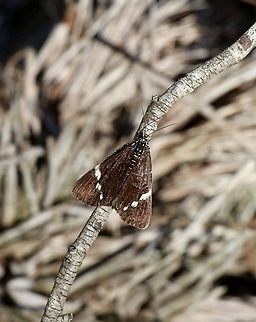 Australian Magpie Moth - Nyctemera amicus  Australia,Australian Magpie Moth,Eamw moth,Geotagged,NSW Tea Gardens,Nyctemera amicus,Summer