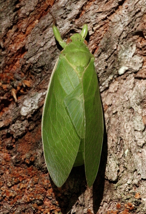 Bladder cicada - Cystosoma saundersii  Australia,Bladder cicada,Cystosoma  saundersii,Eamw cicadas,Geotagged,Karana Downs Qld,Spring