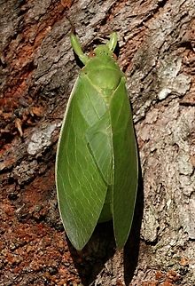 Bladder cicada - Cystosoma saundersii  Australia,Bladder cicada,Cystosoma  saundersii,Eamw cicadas,Geotagged,Karana Downs Qld,Spring