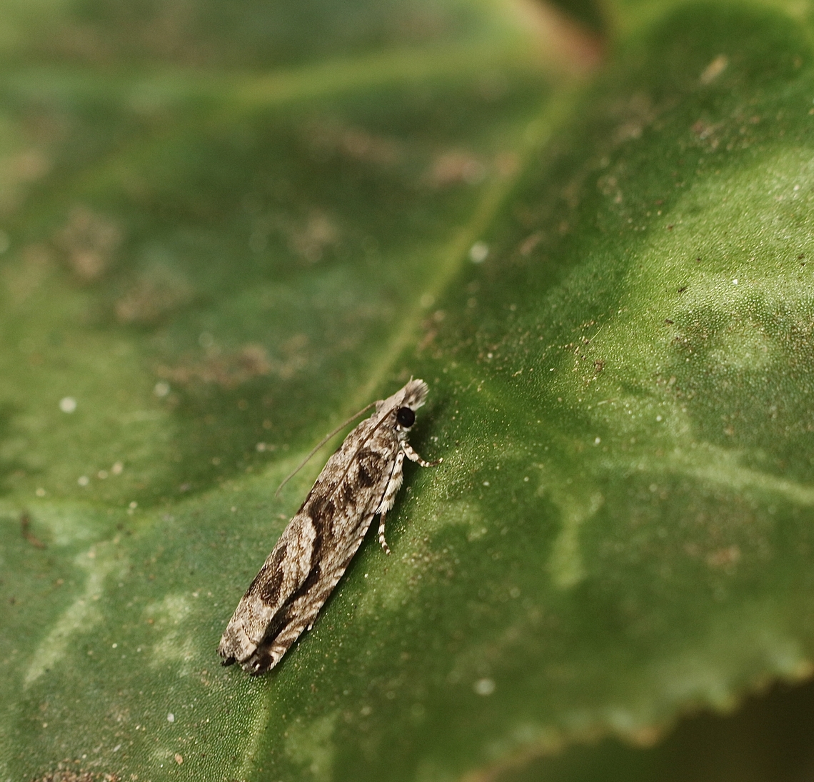 Holocola thalassinana Attracted to UV light. Australia,Eamw moth,Encounter Bay SA,Fall,Geotagged,Holocola thalassinana,UVL