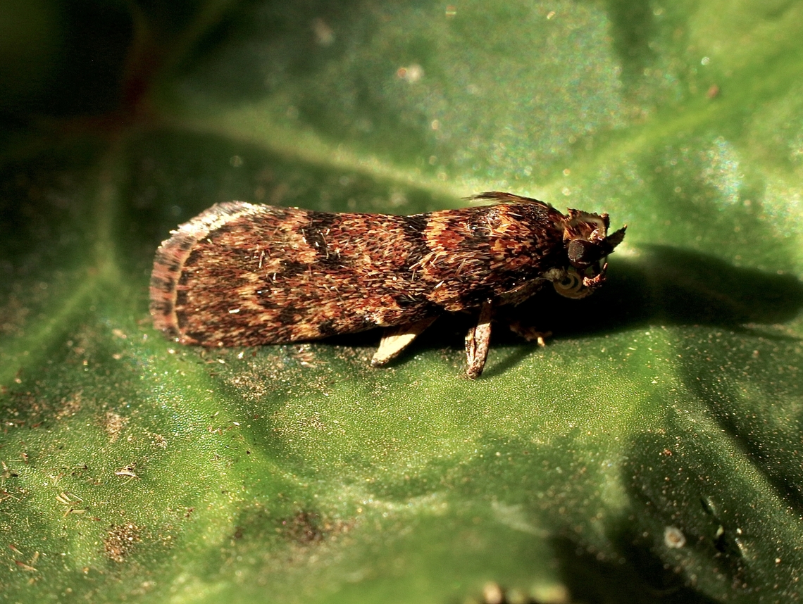 Cotton Web Spinner - Achyra affinitalis Attracted to UV light. Achyra affinitalis,Australia,Cotton Web Spinner,Eamw moth,Encounter Bay SA,Fall,Geotagged,UVL