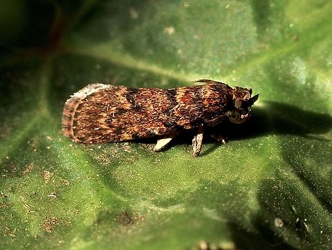 Cotton Web Spinner - Achyra affinitalis Attracted to UV light. Achyra affinitalis,Australia,Cotton Web Spinner,Eamw moth,Encounter Bay SA,Fall,Geotagged,UVL