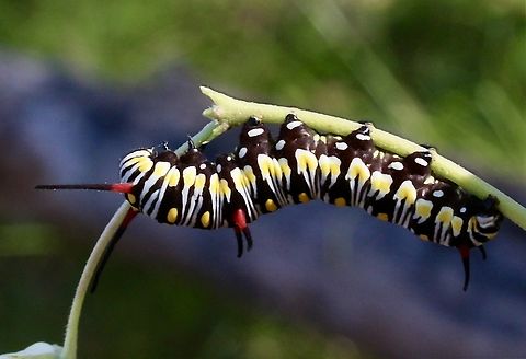 Lesser Wanderer caterpillar- Danaus petilia  Anstead Bushland Reserve,Australia,Danaus petilia,Eamw caterpillars,Geotagged,Lesser wanderer,Spring