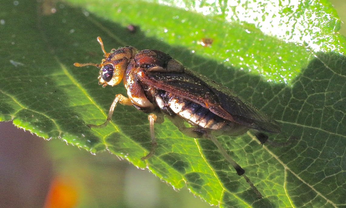 Sawfly - Xyloperga univittata Sawfly species - Xyloperga univittata early in the morning with dew droplets all over it. Australia,Eamw sawflies,Geotagged,Karana Downs Qld,Spring,Xyloperga univittata