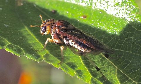 Xyloperga univittata