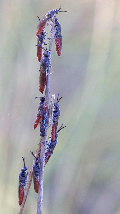 Flower wasp ( Tiphiid wasps) unidentified.  Australia,Eamw wasps,Geotagged,NSW Tea Gardens,Summer