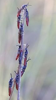 Flower wasp ( Tiphiid wasps) unidentified.  Australia,Eamw wasps,Geotagged,NSW Tea Gardens,Summer