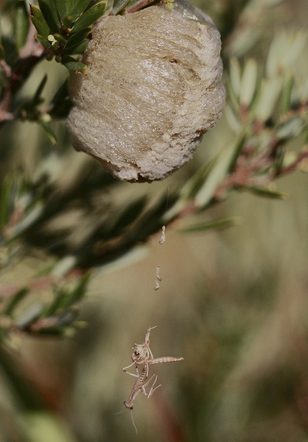 Australian Grass Mantises emerge from the ootheca .  Genus Archimantis,Unidentified species.  Australia,Eamw mantids,Geotagged,NSW Tea Gardens,Summer
