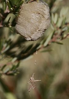 Australian Grass Mantises emerge from the ootheca .  Genus Archimantis,Unidentified species.  Australia,Eamw mantids,Geotagged,NSW Tea Gardens,Summer