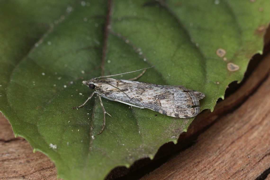 Nomophila corticalis Attracted to UV light. Australia,Eamw moth,Encounter Bay SA,Fall,Geotagged,Nomophila corticalis,UVL