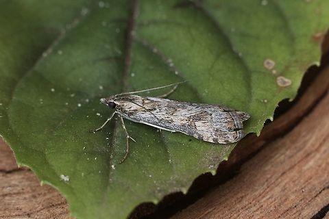 Nomophila corticalis Attracted to UV light. Australia,Eamw moth,Encounter Bay SA,Fall,Geotagged,Nomophila corticalis,UVL