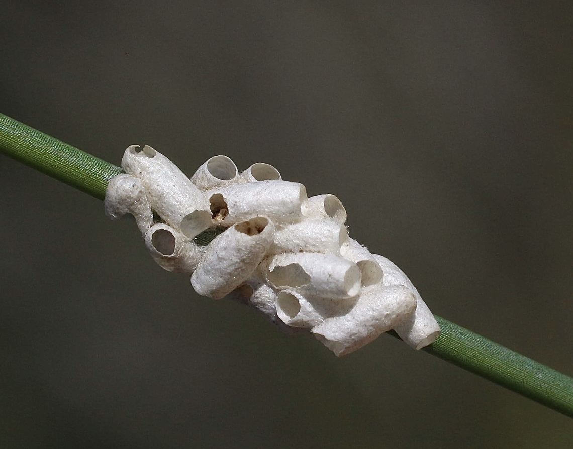 Unidentified Braconid wasp cocoons. ( the wasps have emerged already)  Australia,Eamw wasps,Geotagged,NSW Tea Gardens,Summer
