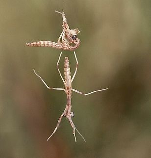 Juvenile Australian Grass Mantises . Just after emerging from the ootheca.  Australia,Eamw mantids,Geotagged,NSW Tea Gardens,Summer