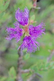 Thyme Honey-Myrtle - Melaleuca thymifolia  Australia,Eamw flora,Geotagged,Haleculani NSW,Melaleuca thymifolia,Summer,Thyme honey-myrtle