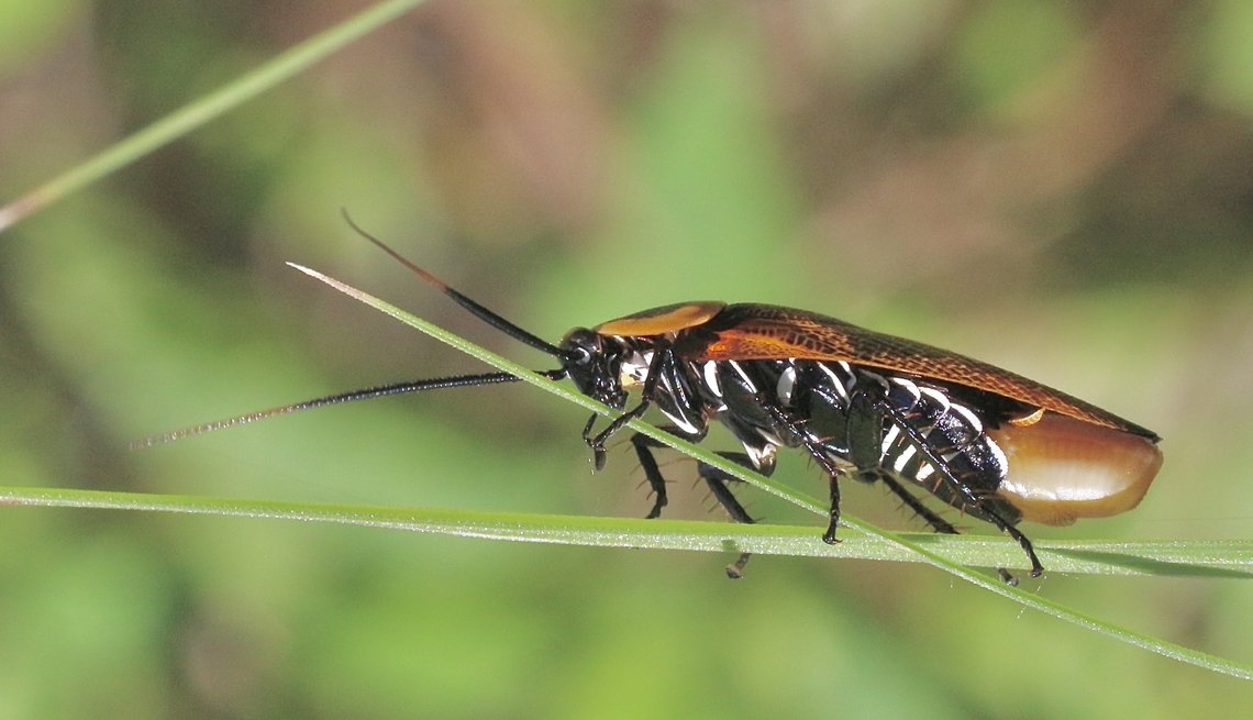 Bush cockroach- Ellipsidion humerale Cockroach female with a ootheca attached to her abdomen. It will take several weeks before the young will hatch. Australia,Common Ellipsidion,Eamw cockroaches,Ellipsidion humerale,Geotagged,Karana,Summer