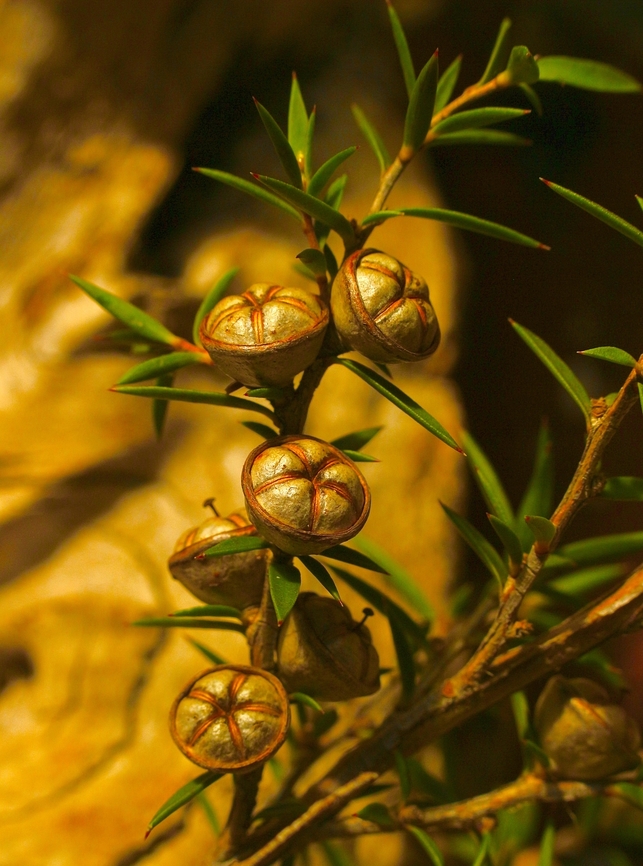 Prickly tea-tree - Leptospermum continentale Almost ripe seed capsules. Australia,Eamw flora,Fall,Geotagged,Leptospermum continentale,Prickly tea-tree,mount Billy
