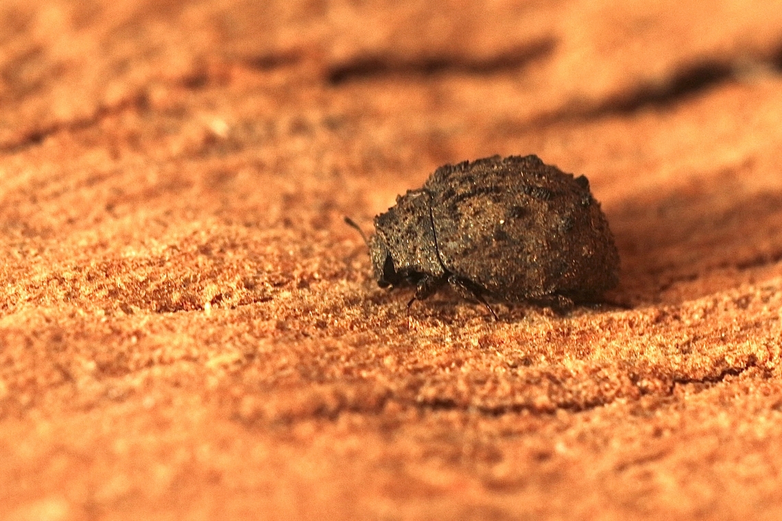 Microchaetes scoparius A tiny beetle approximately 2 mm ,attracted to UV light. I found it hard to photograph this one. Australia,Eamw beetles,Encounter Bay SA,Fall,Geotagged,Microchaetes scoparius,UVL