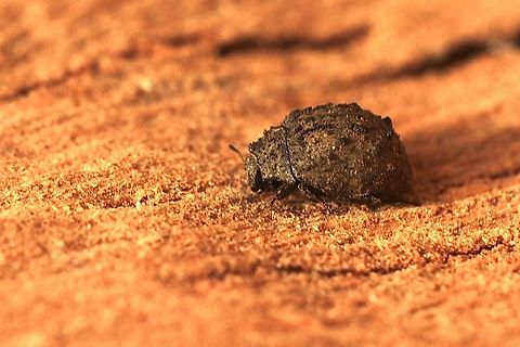 Microchaetes scoparius A tiny beetle approximately 2 mm ,attracted to UV light. I found it hard to photograph this one. Australia,Eamw beetles,Encounter Bay SA,Fall,Geotagged,Microchaetes scoparius,UVL