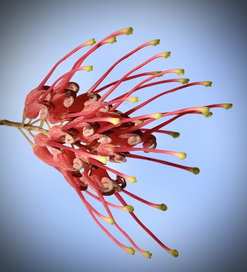 Unidentified species of genus Grevillea. Possibly a cultivar. Australia,Eamw flora,Encounter Bay SA,Fall,Geotagged