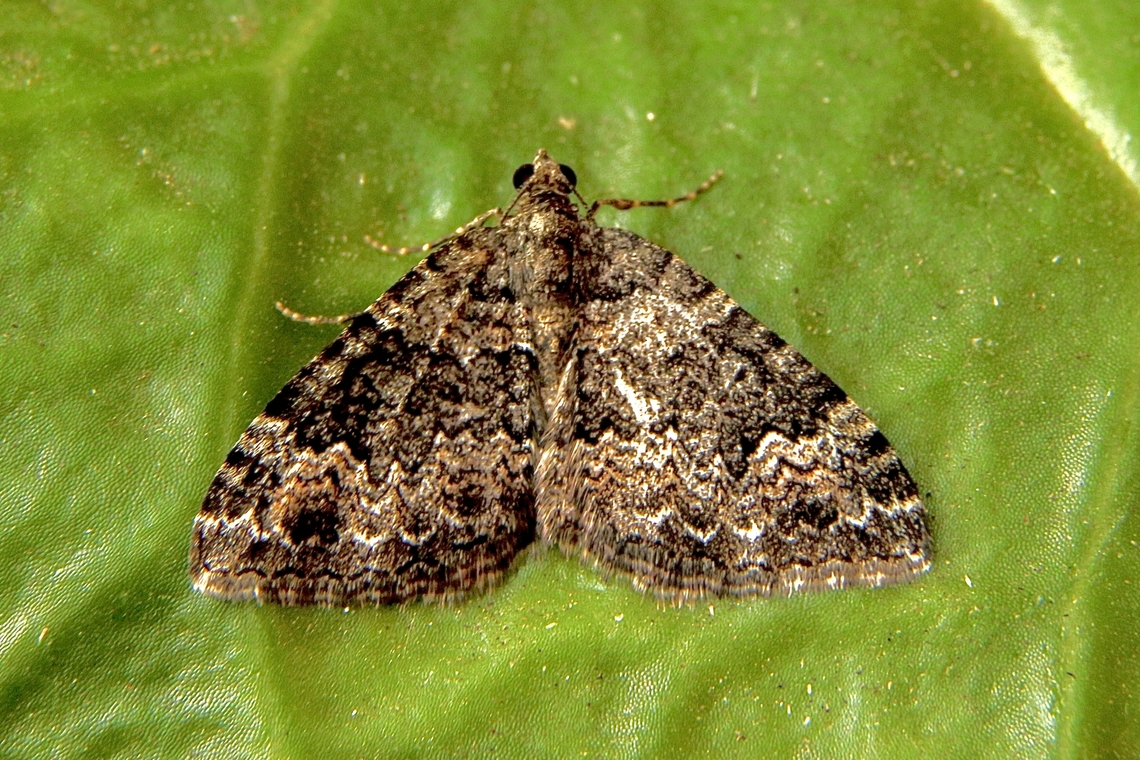 Water Carpet Moth - Lampropteryx suffumata Attracted to UV light. Australia,Eamw moth,Encounter Bay SA,Fall,Geotagged,Lampropteryx suffumata,UVL,Water carpet