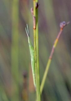 Common Psednura - Psednura pedestris  Australia,Common Psednura,Eamw grasshoppers,Geotagged,NSW Tea Gardens,Psednura pedestris,Summer