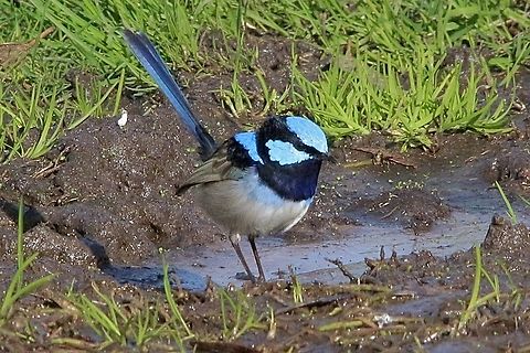 Superb Fairywren - Malurus cyaneus  Australia,Eamw birds,Geotagged,Gnarwarre,Malurus cyaneus,Superb Fairywren,Winter