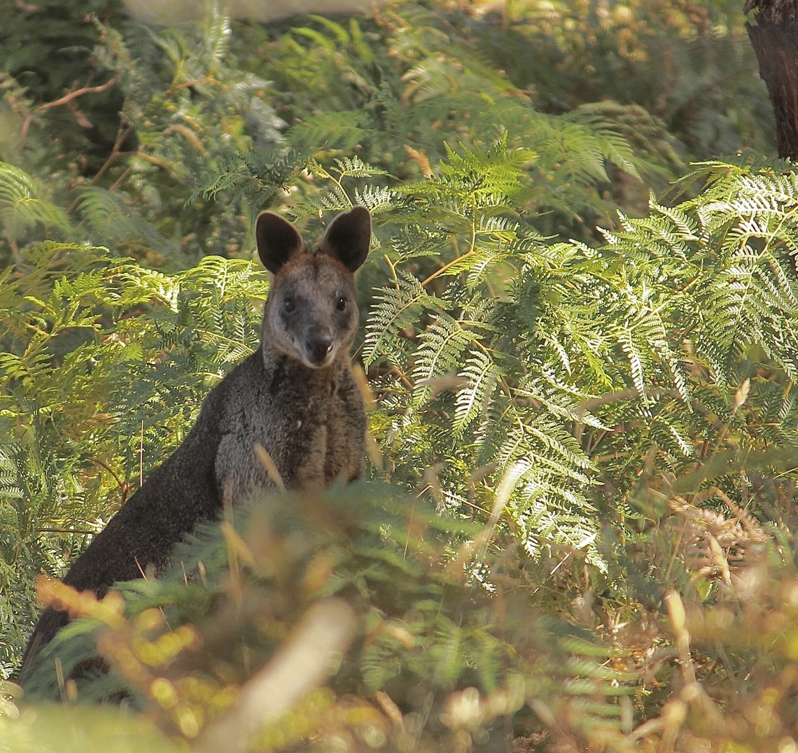 Swamp wallaby - Wallabia bicolor  Australia,Eamw macropods,Fall,Geotagged,Mount Billy Conservation Park,Swamp wallaby,Wallabia bicolor