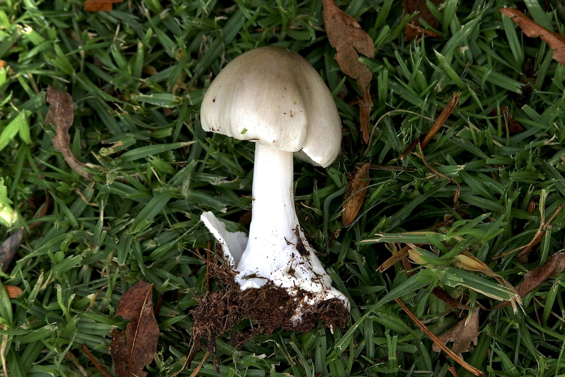 Genus - Volvopluteus  Australia,Eamw fungi,Fall,Geotagged,Myponga Conservation Park South Australia