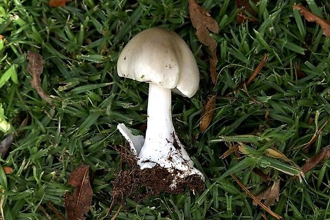 Genus - Volvopluteus  Australia,Eamw fungi,Fall,Geotagged,Myponga Conservation Park South Australia