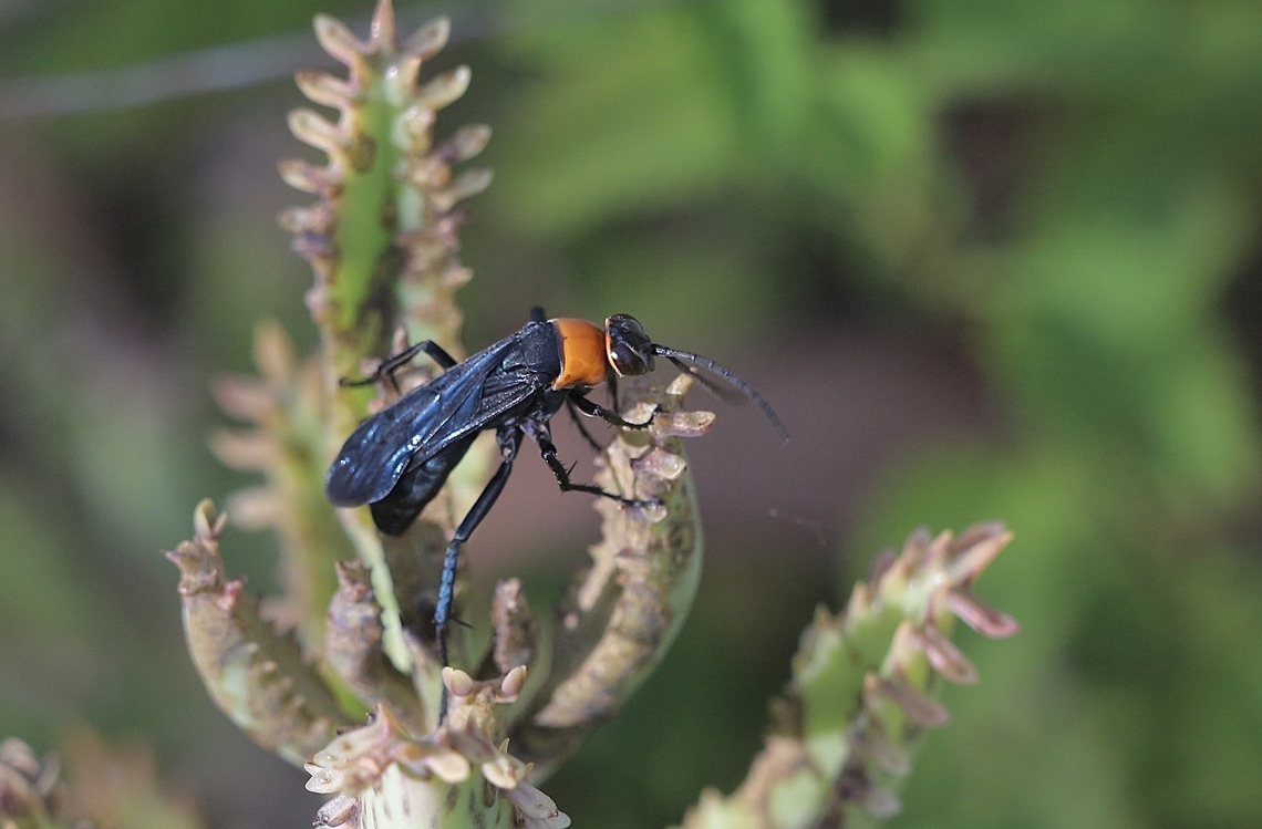 Orange-collared Spider Wasp -  Ferreola handschini  Australia,Eamw wasps,Ferreola handschini,Geotagged,Karana,Orange-collared Spider Wasp,Summer