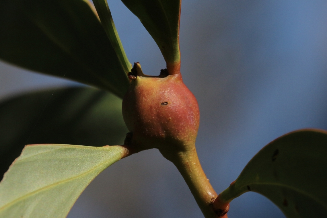 Genus - Trichilogaster Gall on Acacia longifolia  Australia,Eamw galls,Fall,Geotagged,Spring Mount Conservation Park South