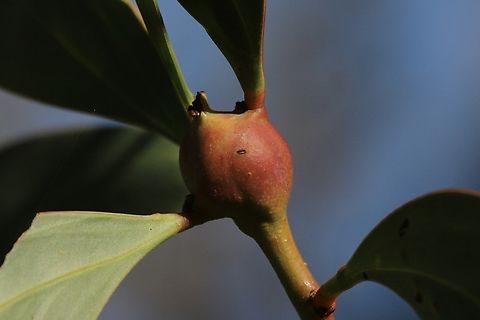 Genus - Trichilogaster Gall on Acacia longifolia  Australia,Eamw galls,Fall,Geotagged,Spring Mount Conservation Park South