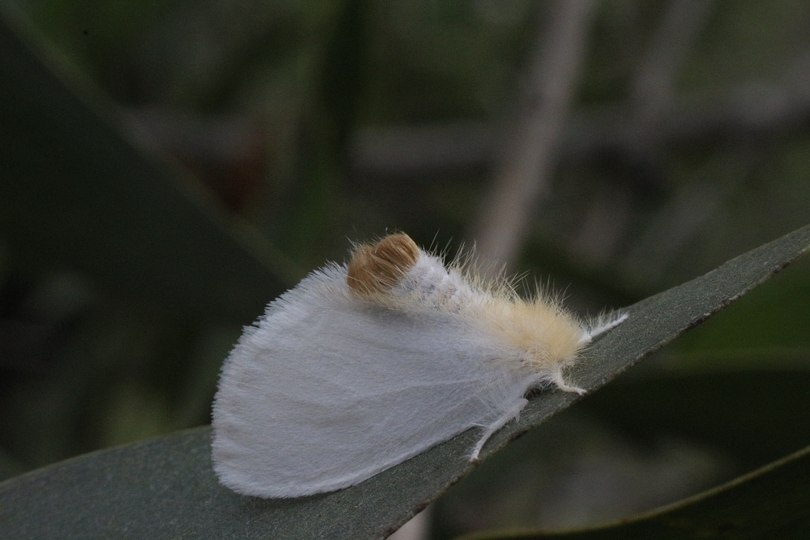 Tussock moth - Acyphas chionitis  Acyphas chionitis,Australia,Eamw moth,Geotagged,Karana Downs Qld,Summer