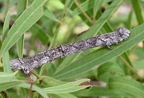 Moth caterpillar- unidentified  Anstead Bushland Reserve,Australia,Eamw caterpillars,Eamw moth,Geotagged,Spring