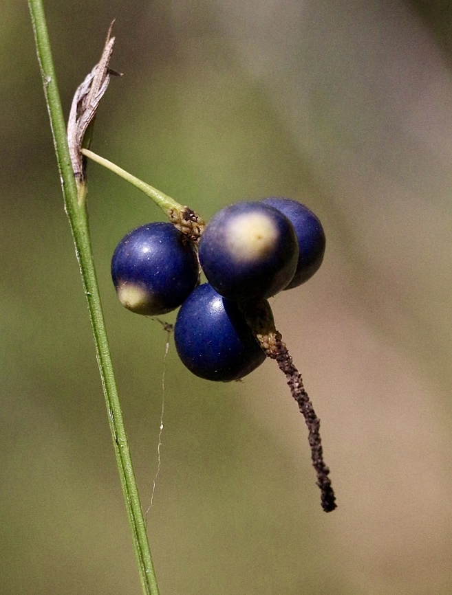Settler&rsquo;s flax- Gymnostachys anceps  Australia,Eamw flora,Geotagged,Gymnostachys,Gymnostachys anceps,Jervis bay,Summer