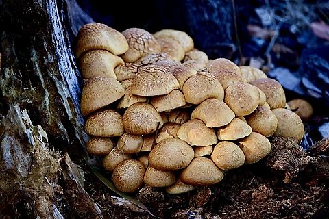 Spectacular Rustgill - Gymnopilus junonius One big family. Australia,Eamw fungi,Fall,Geotagged,Gymnopilus junonius,Peters Creek SA.,Spectacular Rustgill