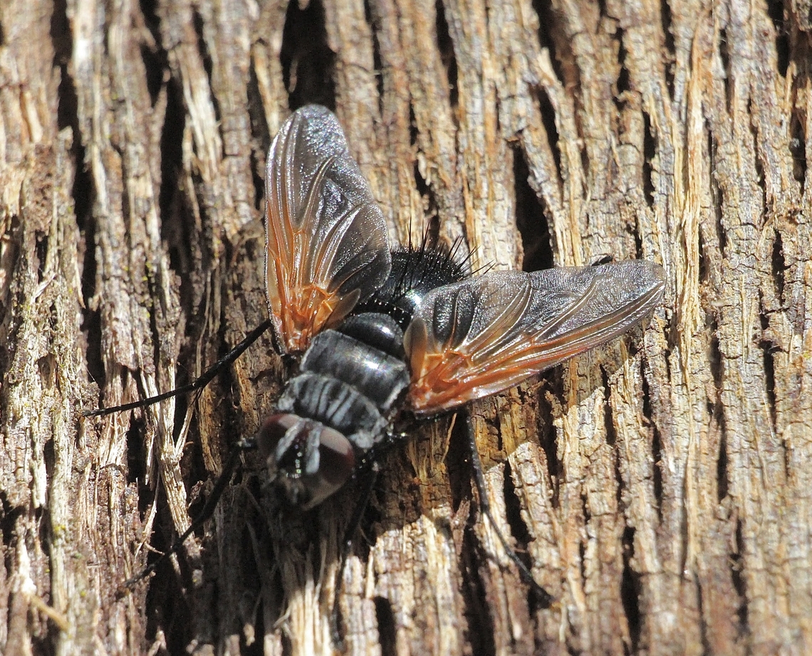 Chetogaster violacea viridis complex  Australia,Chetogaster violacea,Chetogaster violacea-viridis,Geotagged,Langwarrin Reserve,Summer,eamw flies