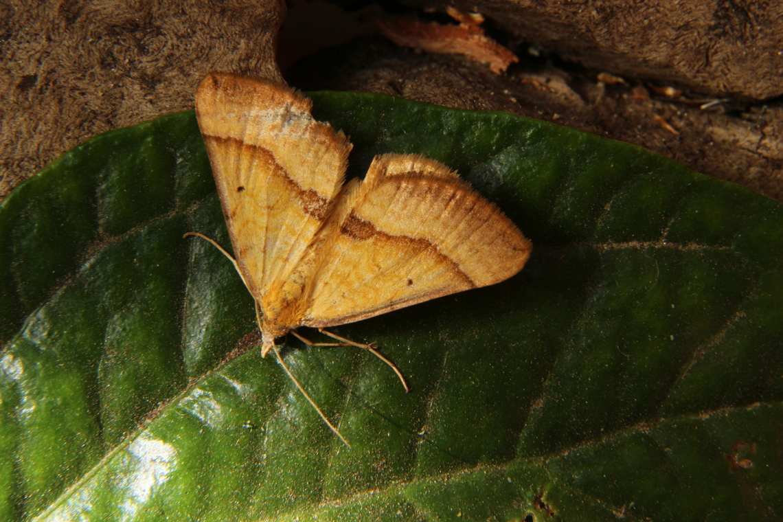 Golden Grass Carpet - Anachloris subochraria  Anachloris subochraria,Australia,Eamw moth,Encounter Bay SA,Fall,Geotagged,Golden Grass Carpet,UVL