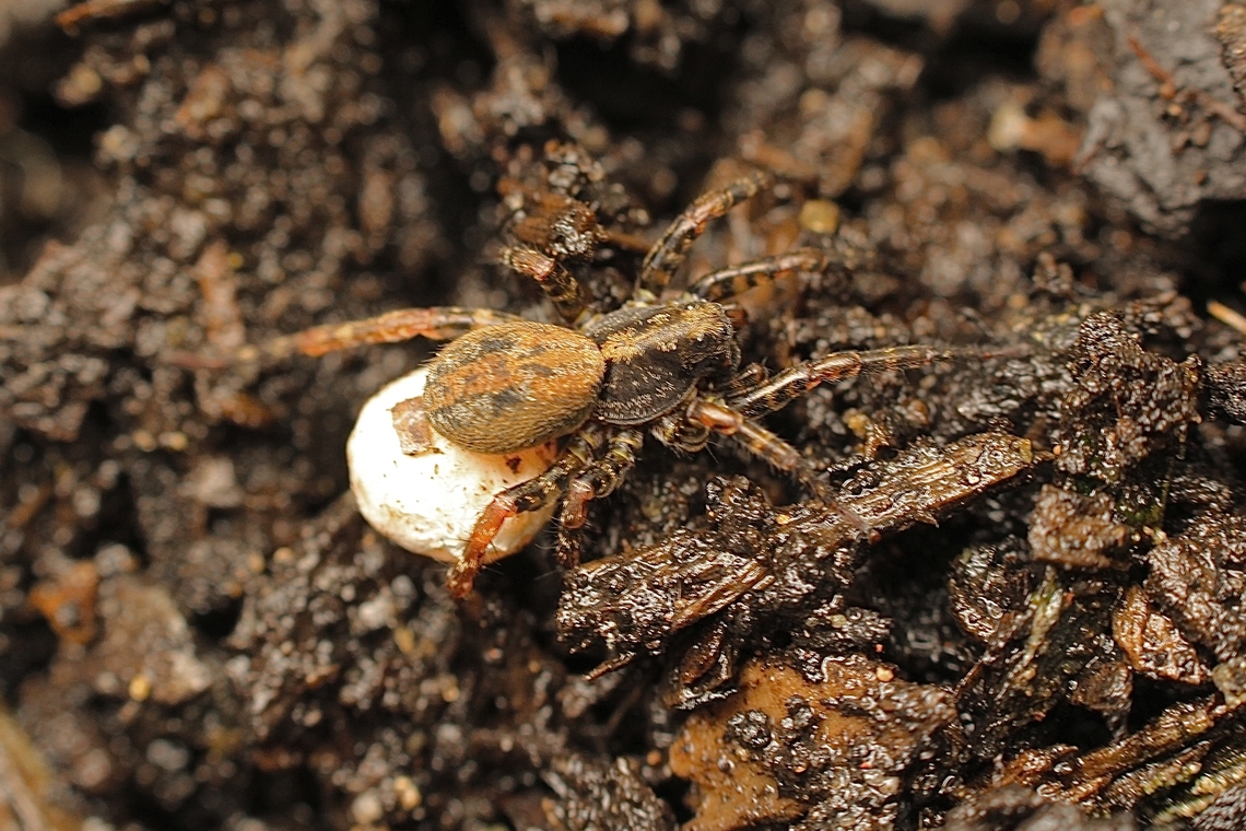 Artoria flavimana Wolf Spider Artoria flavimana carrying her eggsack. Artoria flavimana,Australia,Cox Scrub,Eamw spiders,Eamw wolf spiders,Geotagged,Spring,Wolf Spider