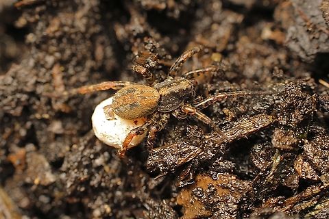 Artoria flavimana Wolf Spider Artoria flavimana carrying her eggsack. Artoria flavimana,Australia,Cox Scrub,Eamw spiders,Eamw wolf spiders,Geotagged,Spring,Wolf Spider